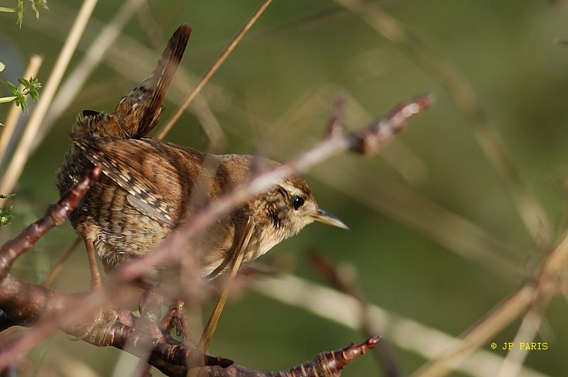 Troglodytes troglodytes